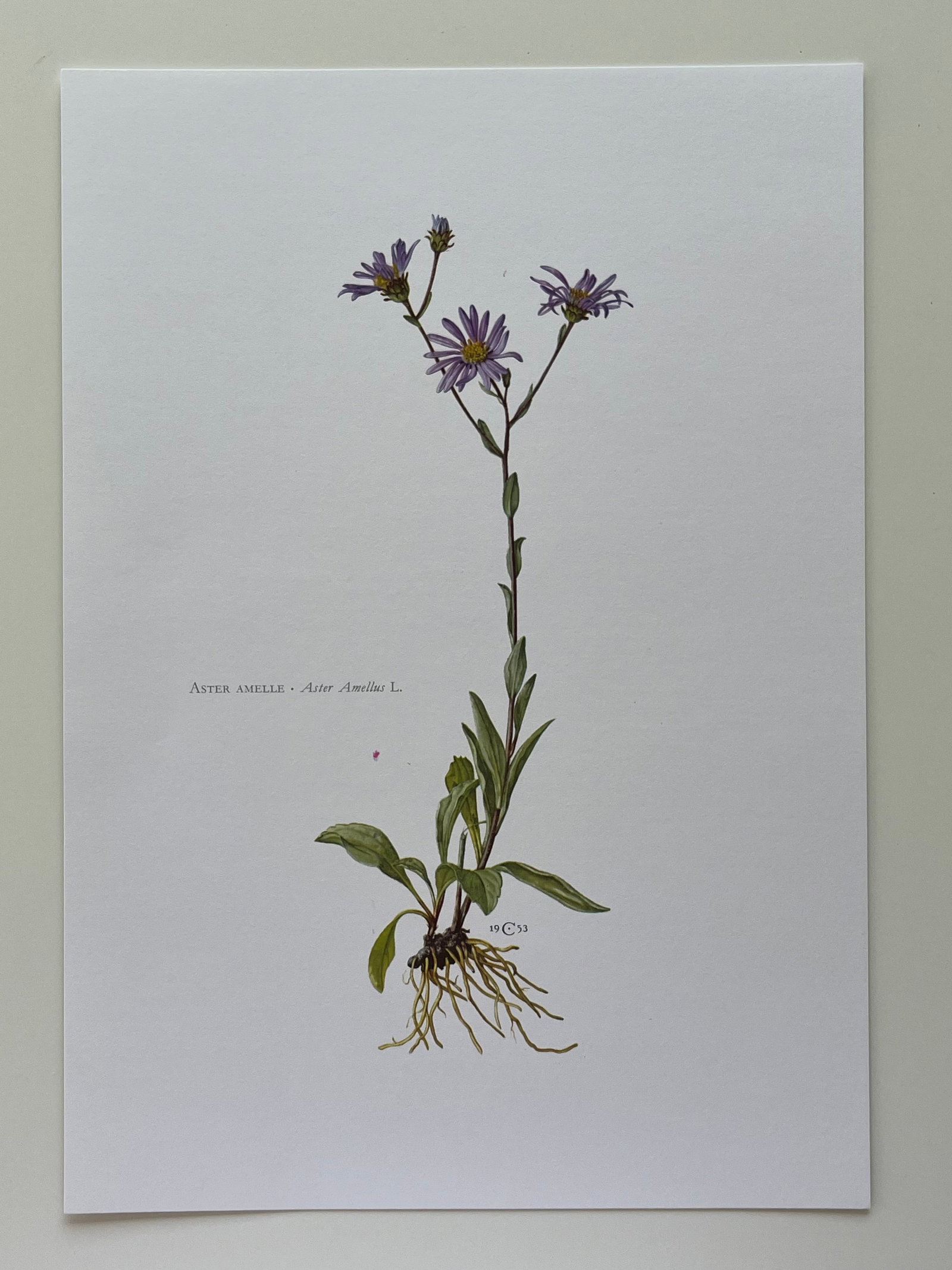 BOTANICAL PRINT - 2