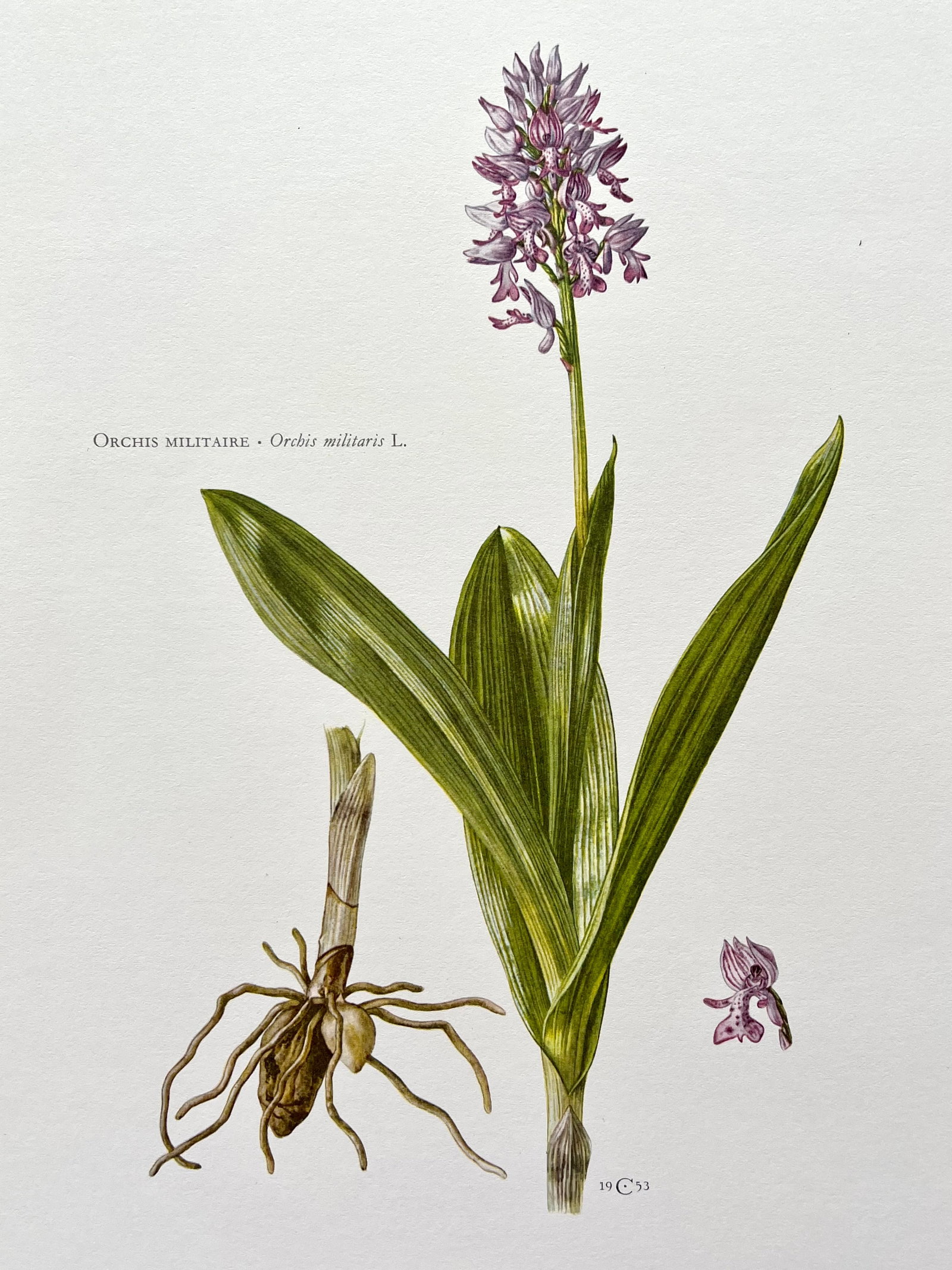 BOTANICAL PRINT: FRENCH TEXT IN VERSO. SIZE: 10.5 X 7.5 INCHES. UNFRAMED. PRINTED IN 1957. SHIPPING IN THE U.S VIA USPS PRIORITY MAIL $16. WE COMBINE SHIPPING.