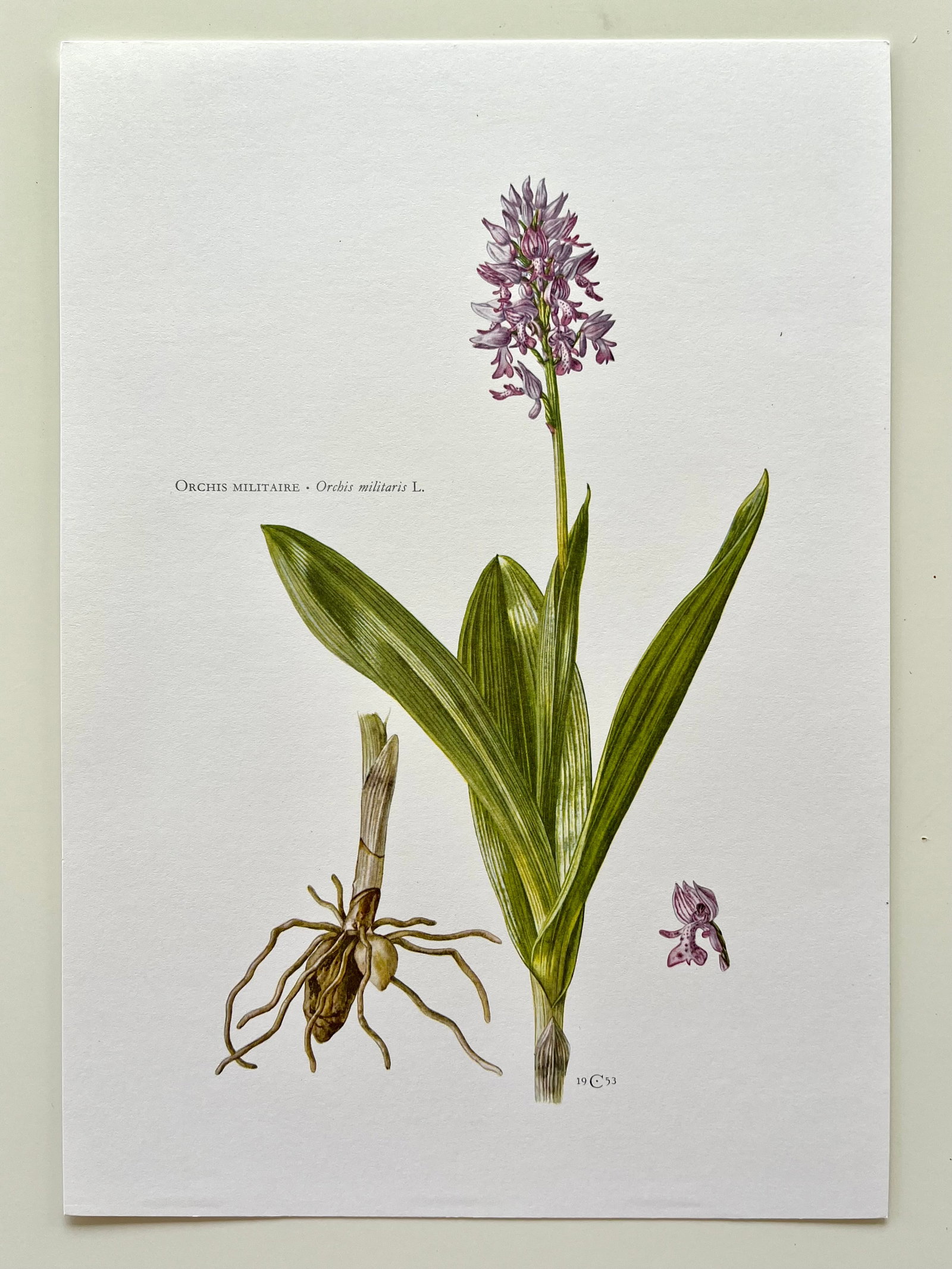 BOTANICAL PRINT - 2