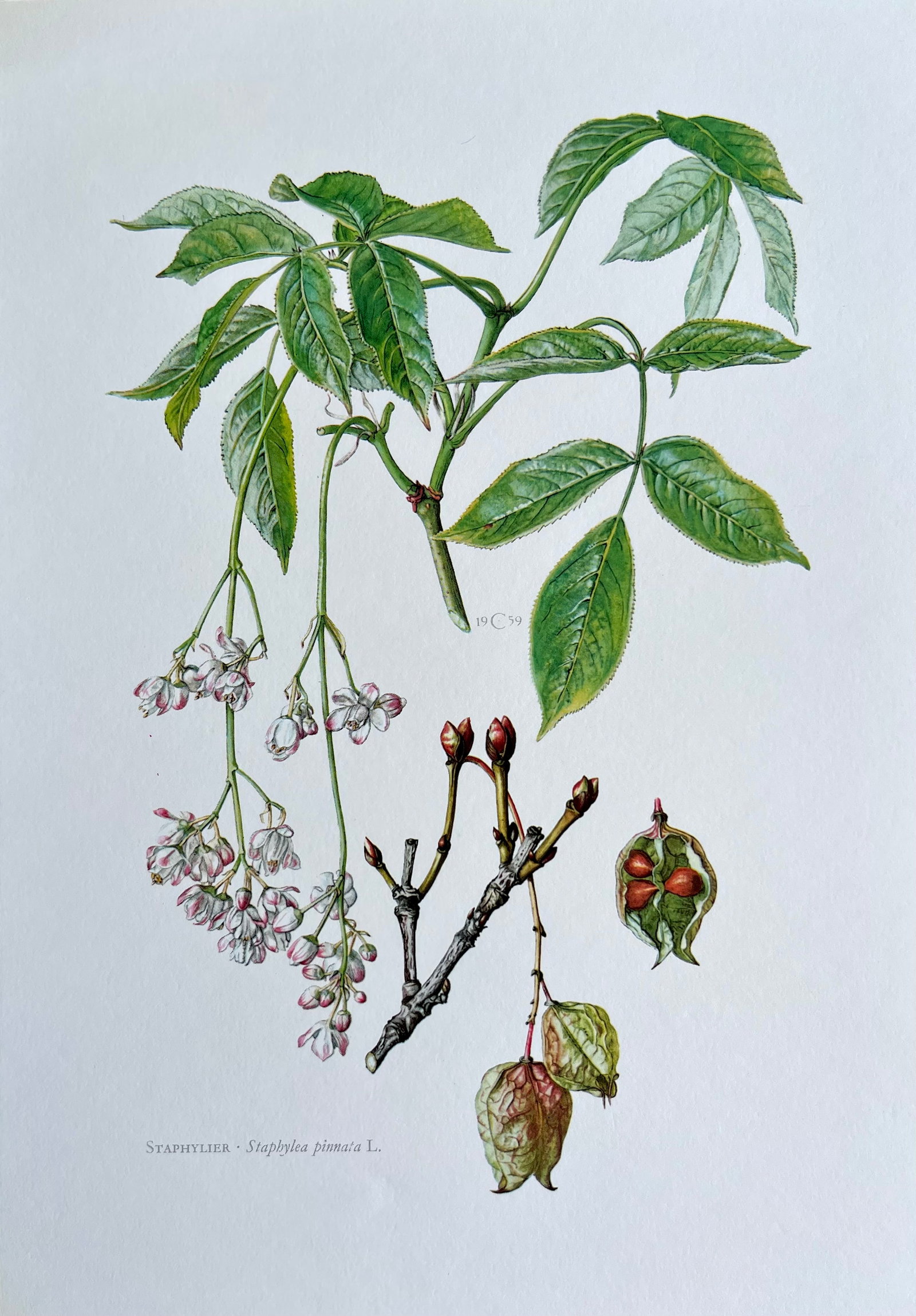 BOTANICAL PRINT: FRENCH TEXT IN VERSO. SIZE: 10.5 X 7.5 INCHES. UNFRAMED. PRINTED IN 1957. SHIPPING IN THE U.S VIA USPS PRIORITY MAIL $16. WE COMBINE SHIPPING.