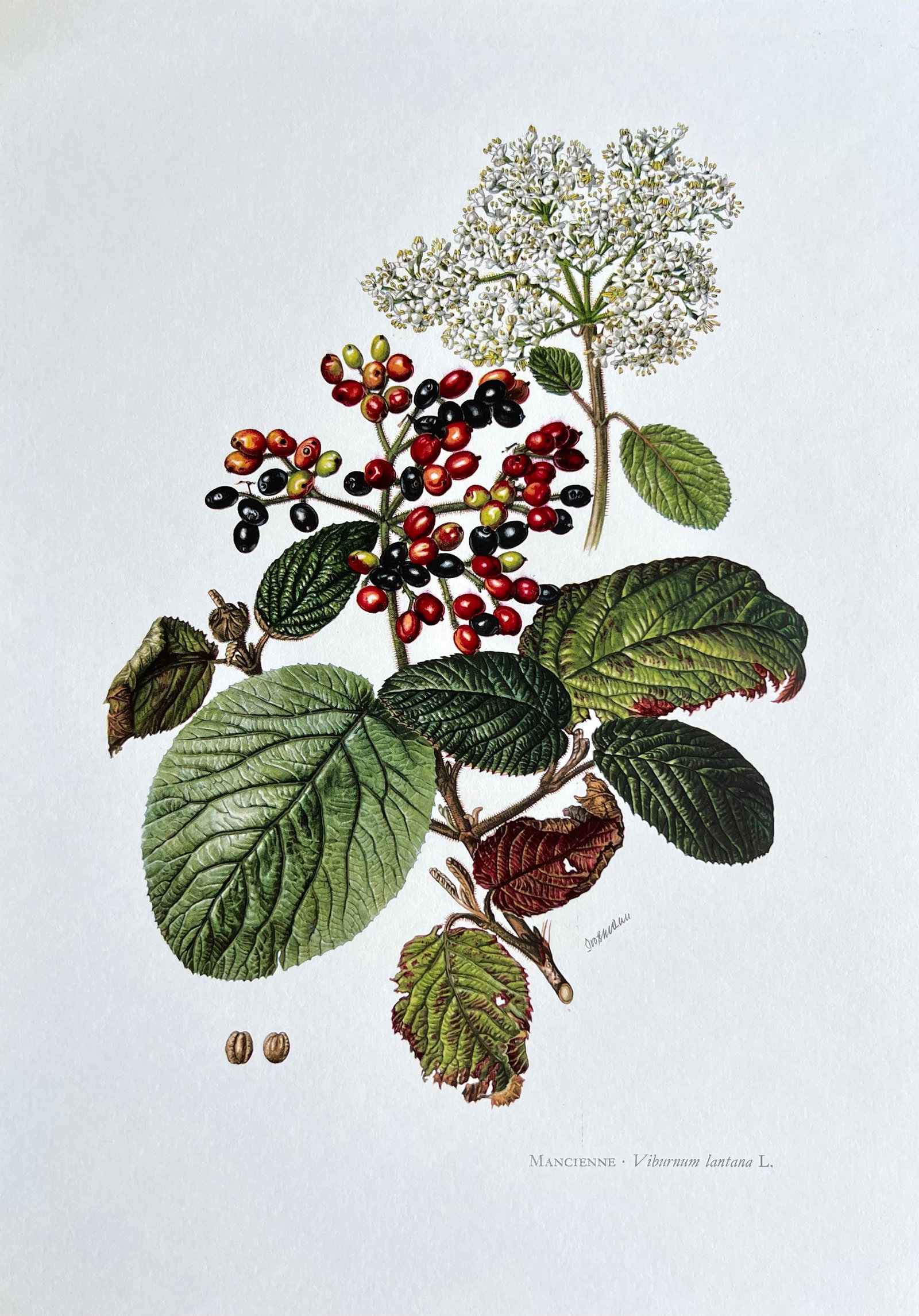 BOTANICAL PRINT: FRENCH TEXT IN VERSO. SIZE: 10.5 X 7.5 INCHES. UNFRAMED. PRINTED IN 1957. SHIPPING IN THE U.S VIA USPS PRIORITY MAIL $16. WE COMBINE SHIPPING.