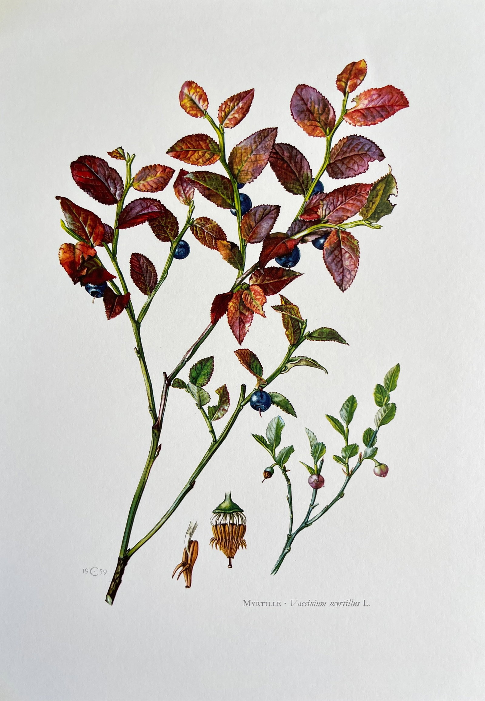 BOTANICAL PRINT: FRENCH TEXT IN VERSO. SIZE: 10.5 X 7.5 INCHES. UNFRAMED. PRINTED IN 1957. SHIPPING IN THE U.S VIA USPS PRIORITY MAIL $16. WE COMBINE SHIPPING.