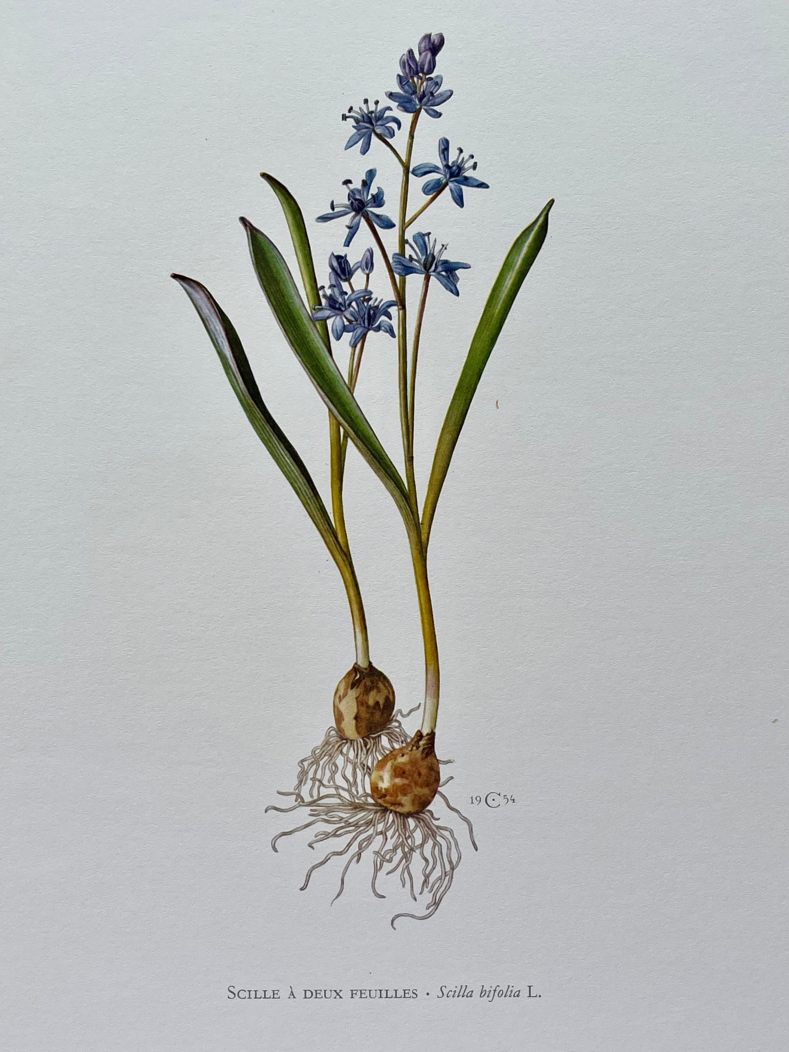 BOTANICAL PRINT: FRENCH TEXT IN VERSO. SIZE: 10.5 X 7.5 INCHES. UNFRAMED. PRINTED IN 1957. SHIPPING IN THE U.S VIA USPS PRIORITY MAIL $16. WE COMBINE SHIPPING.