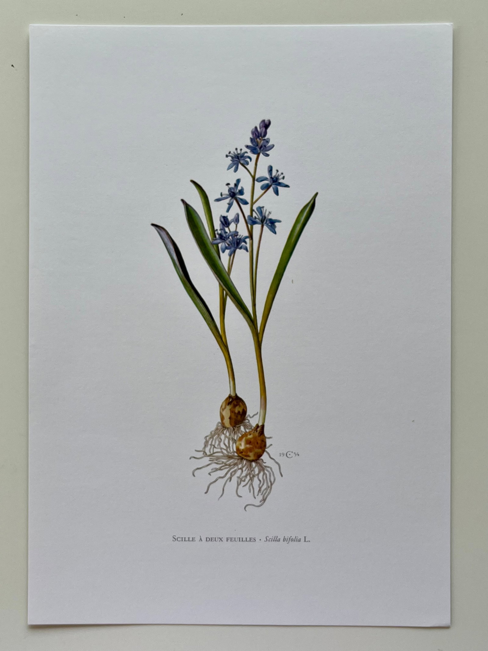 BOTANICAL PRINT - 2