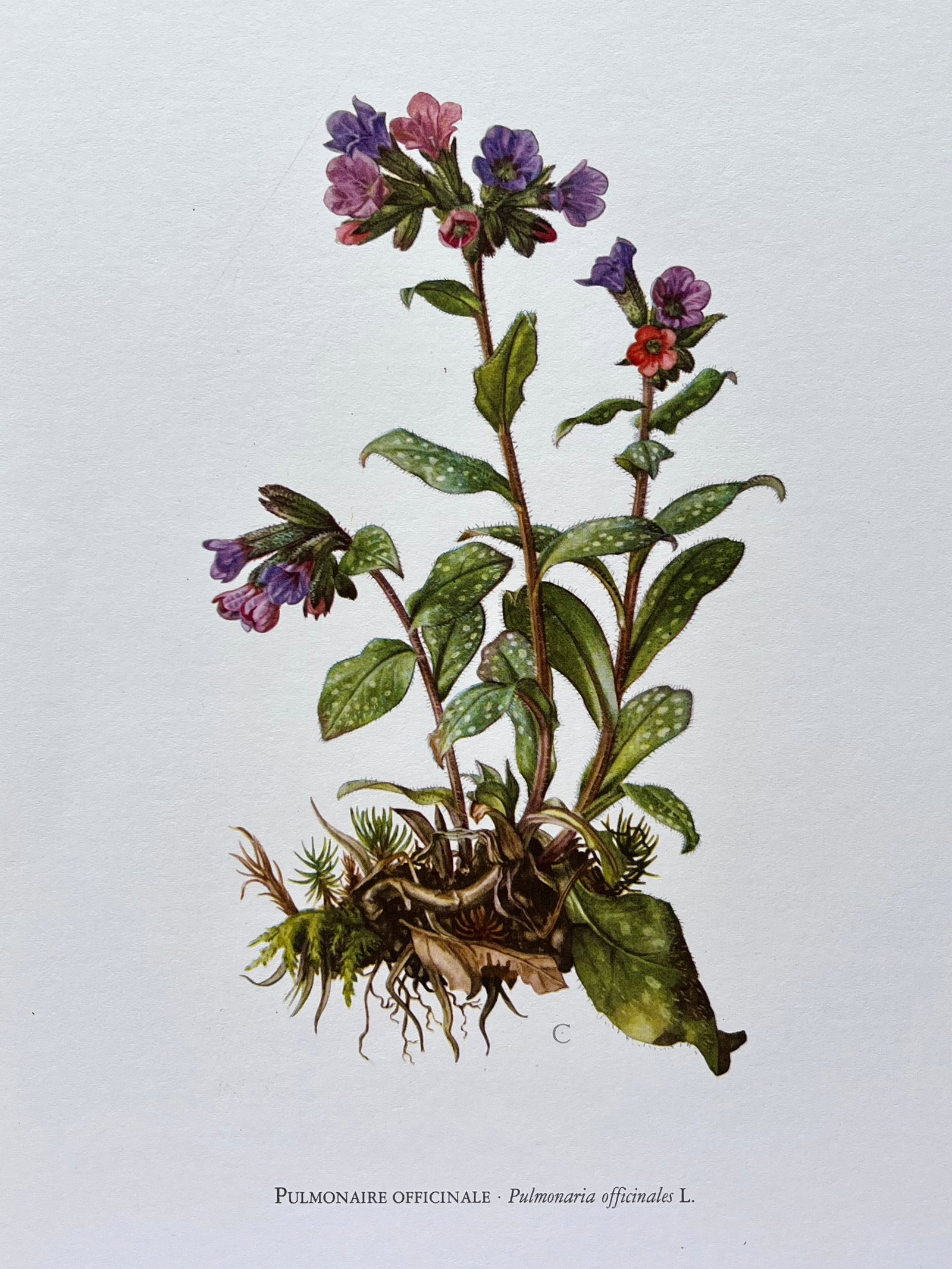 BOTANICAL PRINT: FRENCH TEXT IN VERSO. SIZE: 10.5 X 7.5 INCHES. UNFRAMED. PRINTED IN 1957. SHIPPING IN THE U.S VIA USPS PRIORITY MAIL $16. WE COMBINE SHIPPING.