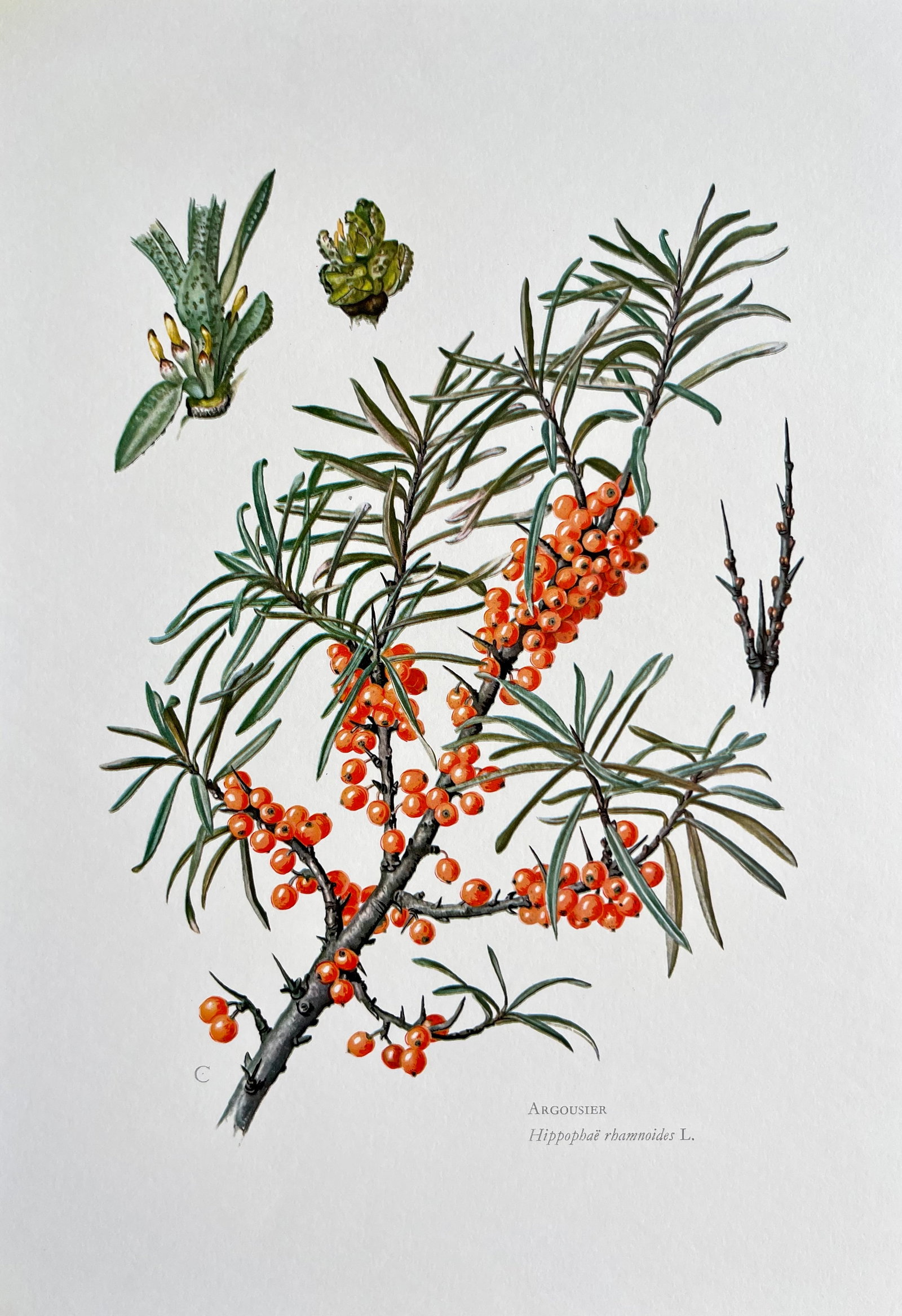 BOTANICAL PRINT: FRENCH TEXT IN VERSO. SIZE: 10.5 X 7.5 INCHES. UNFRAMED. PRINTED IN 1957. SHIPPING IN THE U.S VIA USPS PRIORITY MAIL $16. WE COMBINE SHIPPING.