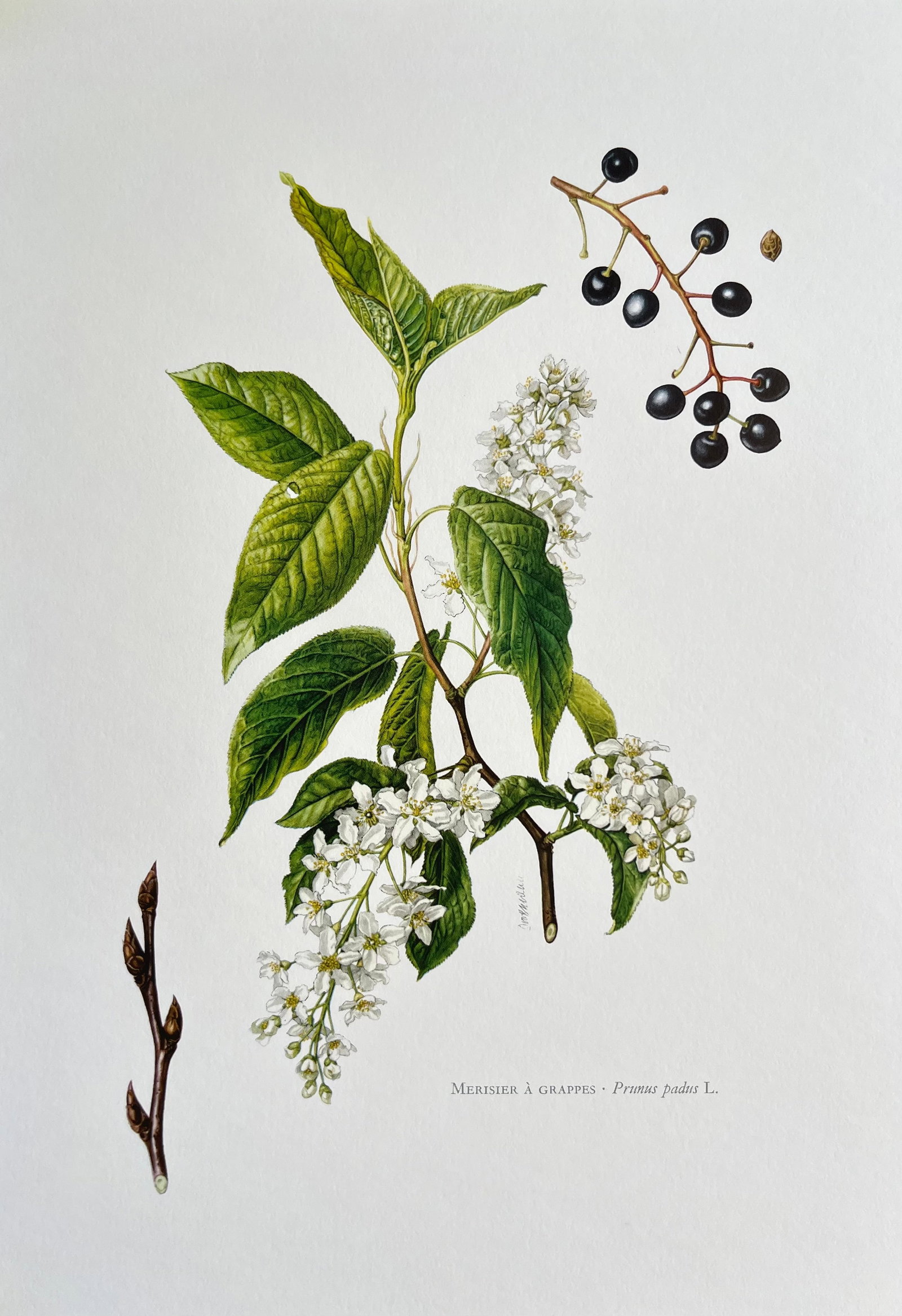 BOTANICAL PRINT: FRENCH TEXT IN VERSO. SIZE: 10.5 X 7.5 INCHES. UNFRAMED. PRINTED IN 1957. SHIPPING IN THE U.S VIA USPS PRIORITY MAIL $16. WE COMBINE SHIPPING.