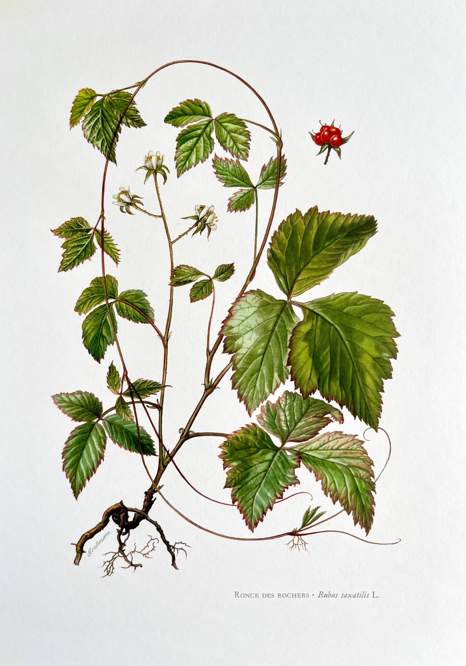BOTANICAL PRINT: FRENCH TEXT IN VERSO. SIZE: 10.5 X 7.5 INCHES. UNFRAMED. PRINTED IN 1957. SHIPPING IN THE U.S VIA USPS PRIORITY MAIL $16. WE COMBINE SHIPPING.