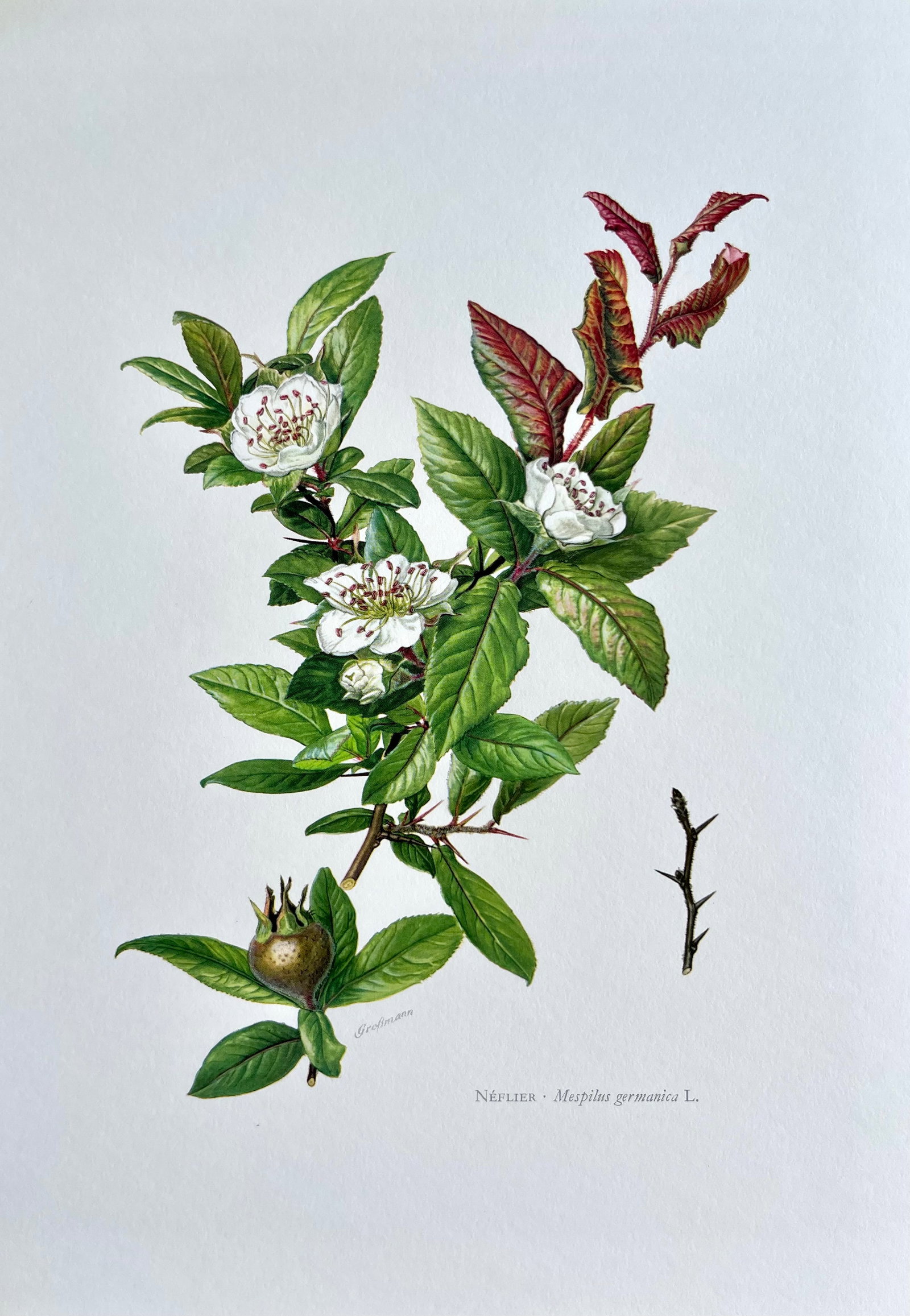 BOTANICAL PRINT: FRENCH TEXT IN VERSO. SIZE: 10.5 X 7.5 INCHES. UNFRAMED. PRINTED IN 1957. SHIPPING IN THE U.S VIA USPS PRIORITY MAIL $16. WE COMBINE SHIPPING.