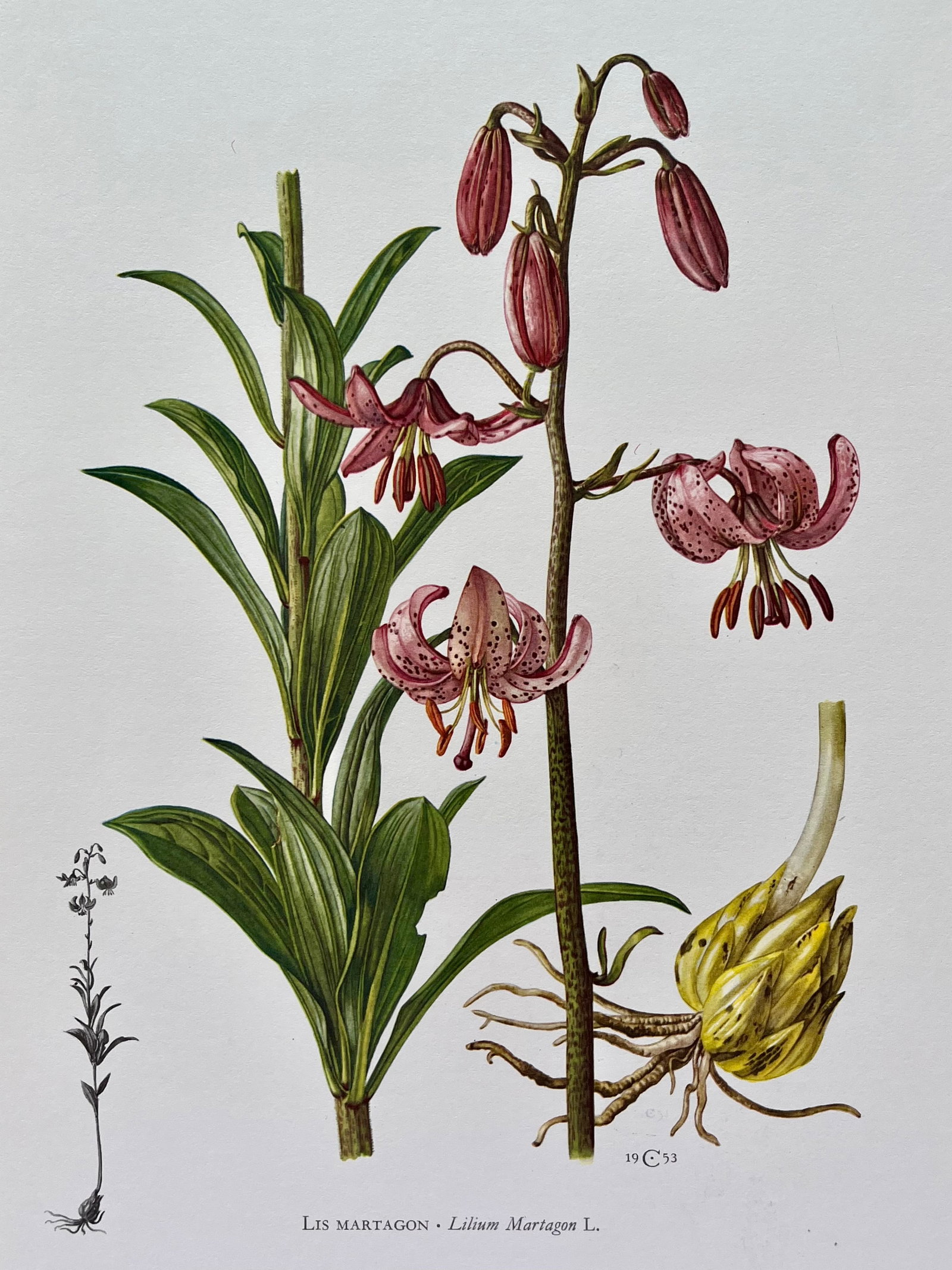 BOTANICAL PRINT: FRENCH TEXT IN VERSO. SIZE: 10.5 X 7.5 INCHES. UNFRAMED. PRINTED IN 1957. SHIPPING IN THE U.S VIA USPS PRIORITY MAIL $16. WE COMBINE SHIPPING.