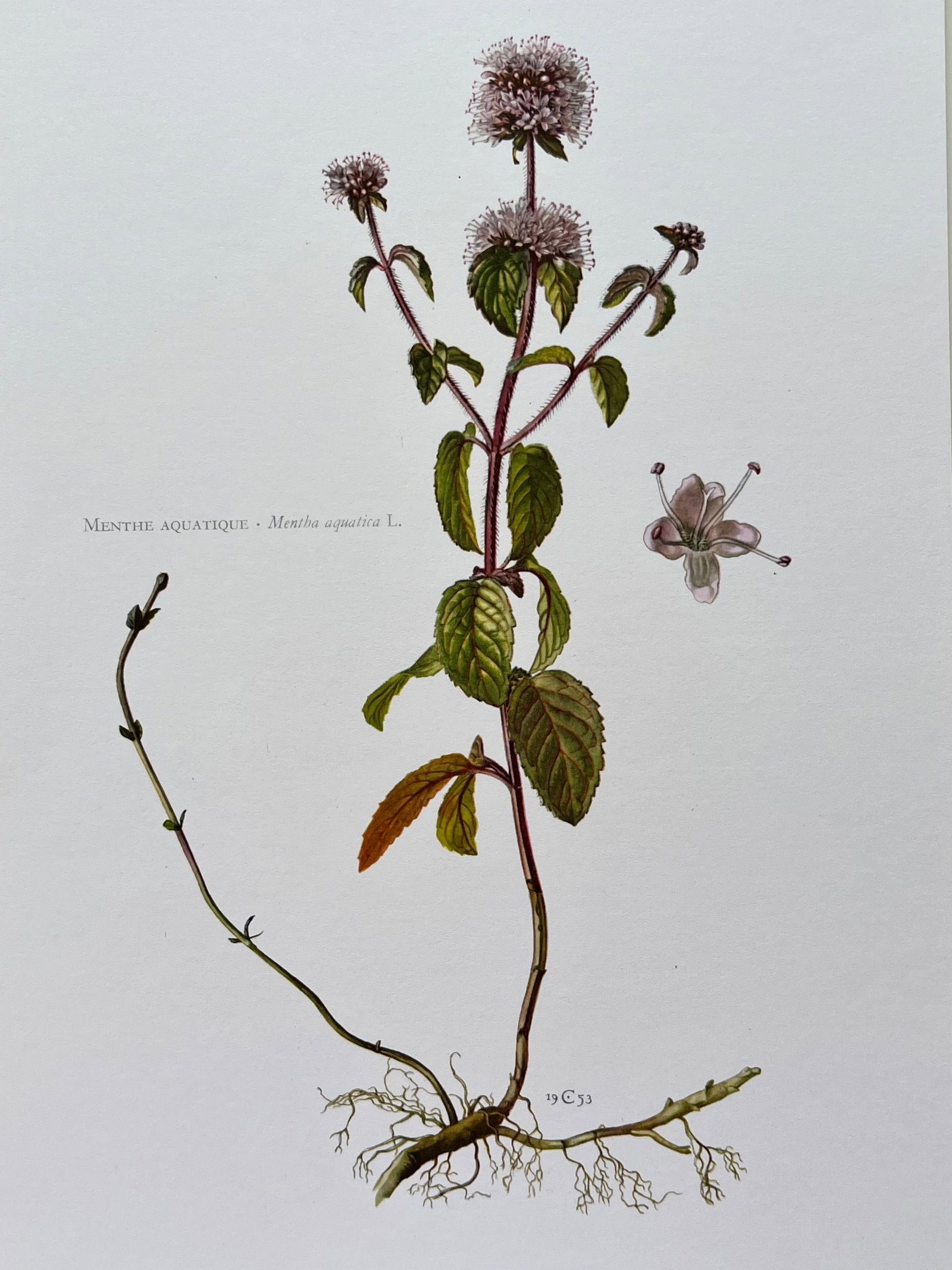 BOTANICAL PRINT: FRENCH TEXT IN VERSO. SIZE: 10.5 X 7.5 INCHES. UNFRAMED. PRINTED IN 1957. SHIPPING IN THE U.S VIA USPS PRIORITY MAIL $16. WE COMBINE SHIPPING.