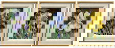 Douglas Atwill Three Oil Paintings of Iris Flowers