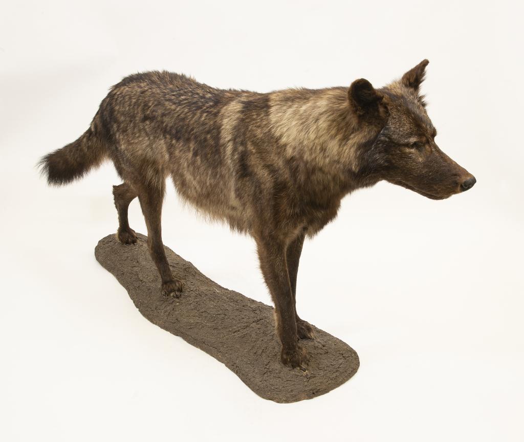 Black Wolf Full Body Taxidermy Mount (1 of 6)