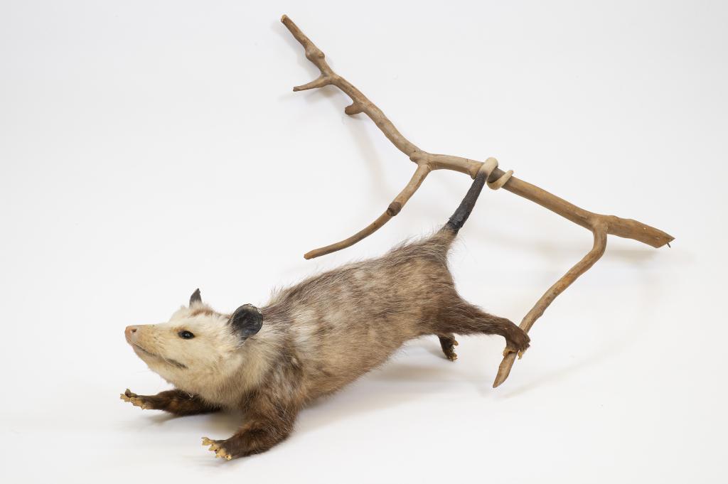 Opossum Taxidermy Mount: Genuine opossum wall mount taxidermy. Approximately 23" long from snout to tail. It is approximately 7" wide and 9" tall. Hanging from a branch, this taxidermy opossum can be displayed as a standing o