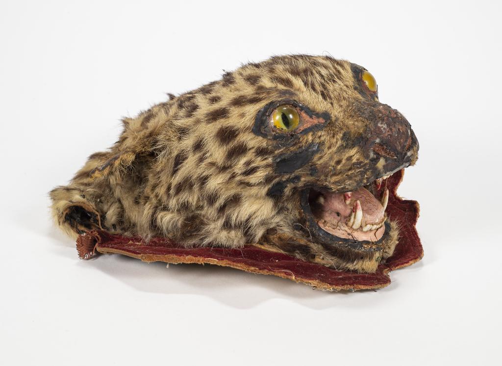 Ocelot Wild Cat Taxidermy Mount (1 of 8)