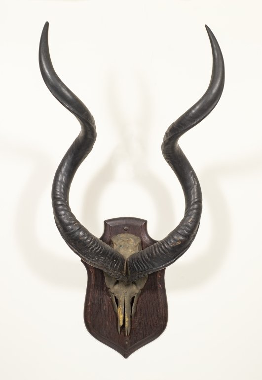 Mounted African Kudu Horn / Antlers Taxidermy (1 of 4)