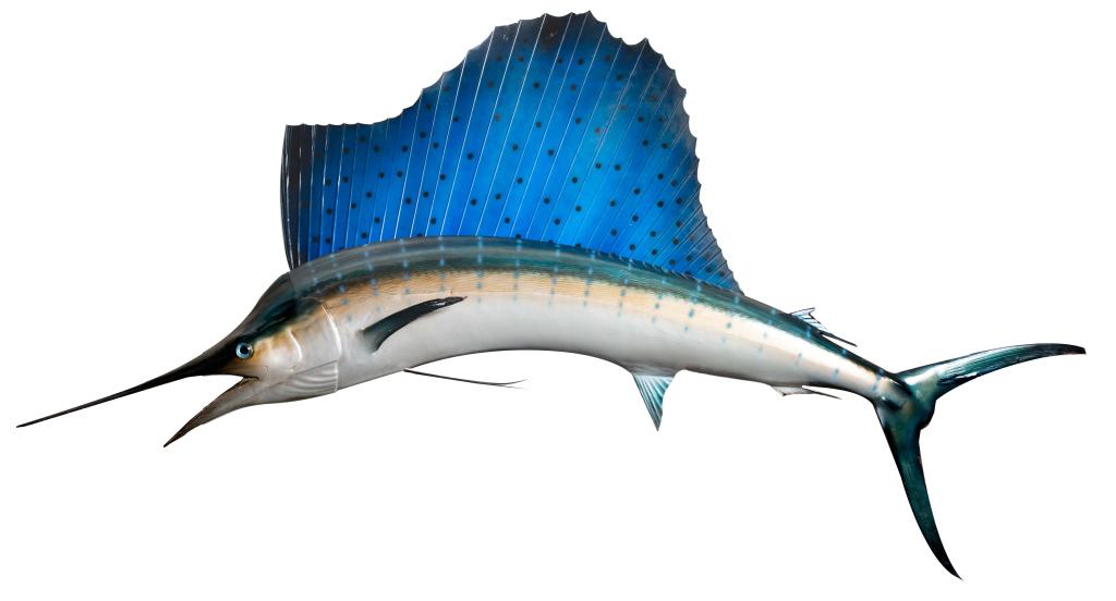 Sailfish Wall Mount Taxidermy Sculpture (1 of 7)