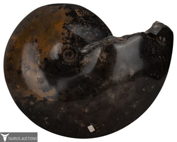 Large Polished Ammonite Nautilus Fossil