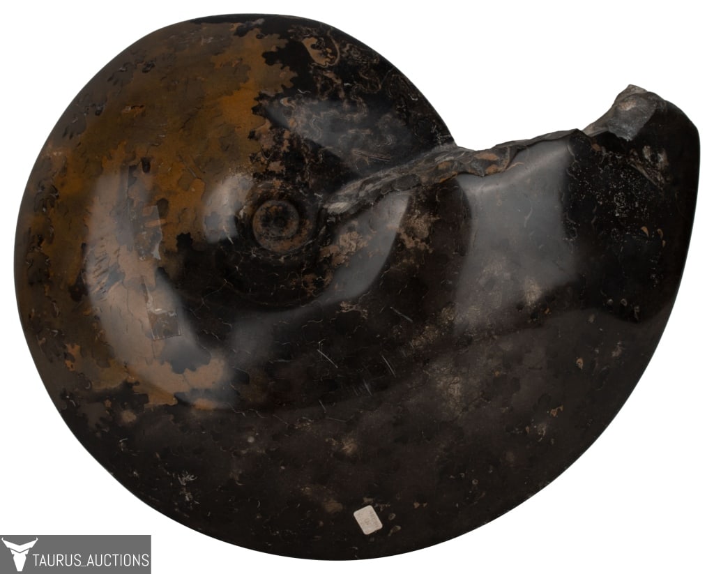 Large Polished Ammonite Nautilus Fossil (1 of 6)