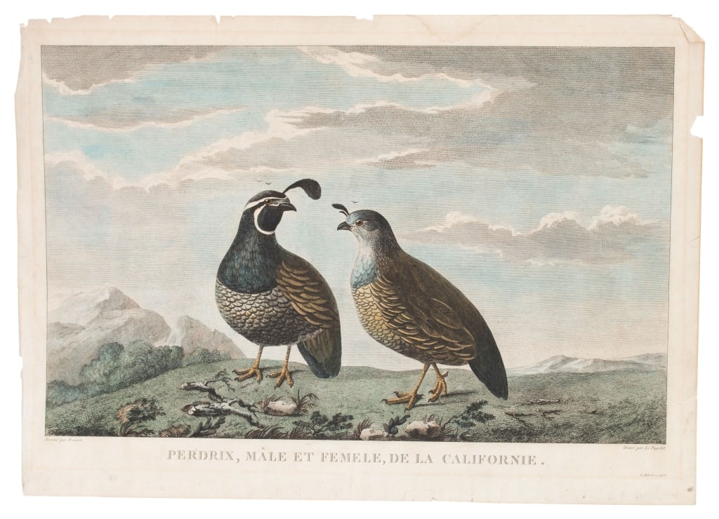 French Engraving - Partridges of California: Item/Description: Colored French engraving features Male and Female Partridge of California. Titled: Perdrix, Male et Femele, de La Californie. Dessine par Prevost. Grave par Le Pagelet. L. Aubert scr