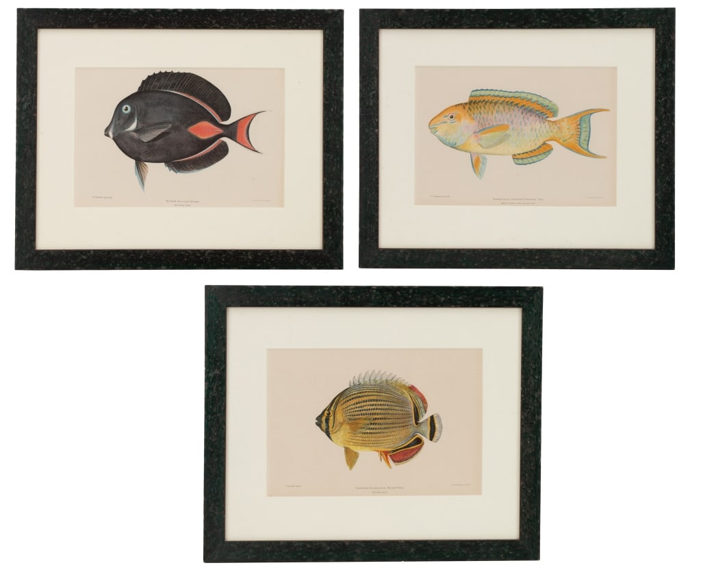 1903 Hawaiian Tropical Fish Chromolithographs (1 of 13)