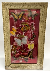 Vintage Butterfly Taxidermy Display
