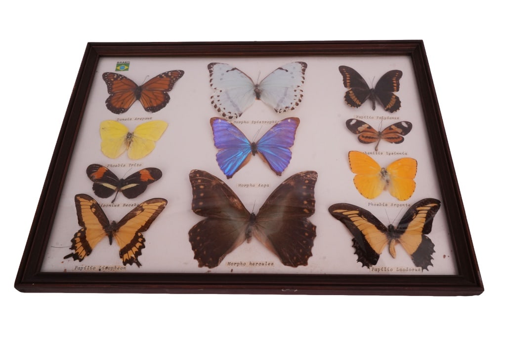 Vintage Brazilian Taxidermy Butterfly Collection: Item/Description: Vintage Brazilian taxidermy butterfly collection comprising eleven mounted specimens. Framed under glass in a deep-profile dark wood frame. The display includes iridescent blue