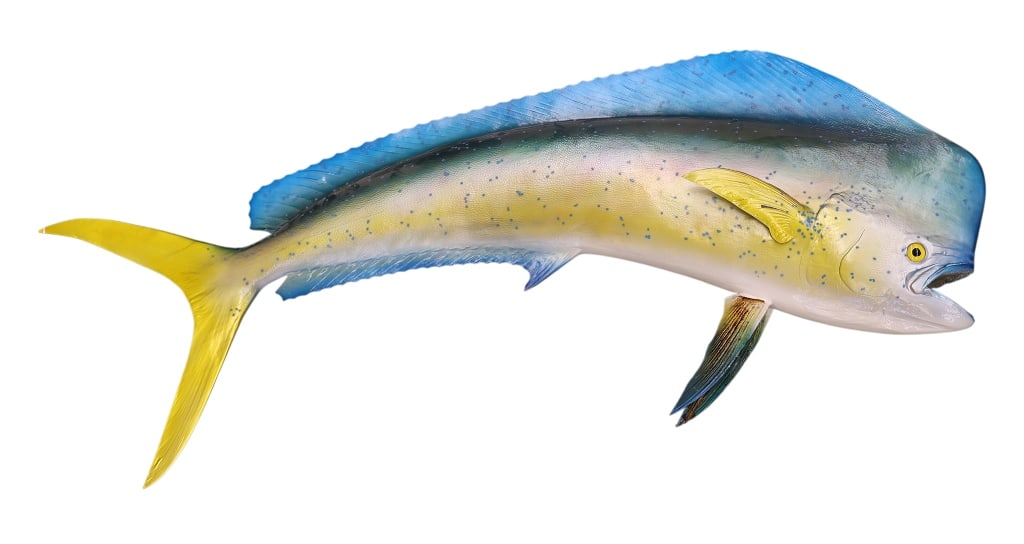 Mahi-Mahi Fish Taxidermy Style Art Wall Mount: Item/Description: Contemporary, full-body marine mount depicting a mature bull Mahi-Mahi (Coryphaena hippurus / Dolphin Fish), with a steep, blunt forehead profile. Airbrushed in a rich palette of ele