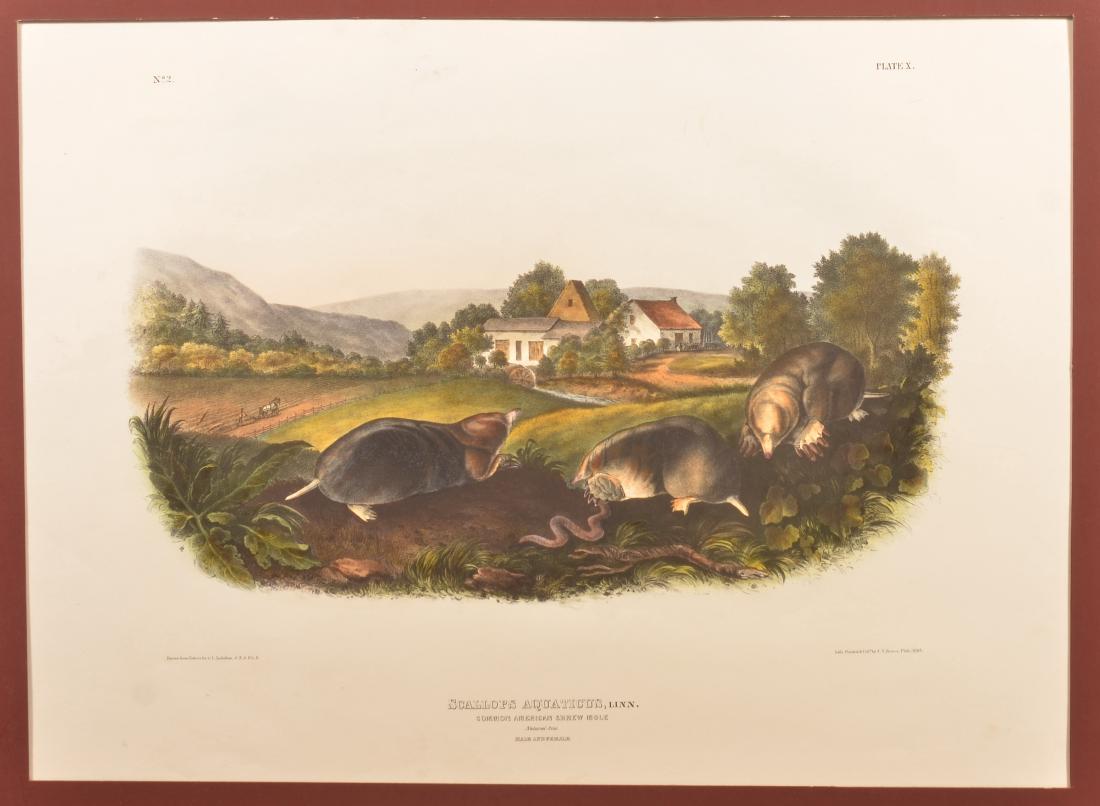 Audubon American Shrew Colored Lithograph. (1 of 2)