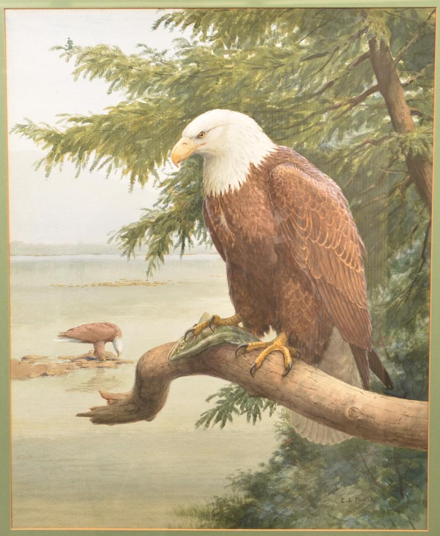 Earl L. Poole Watercolor Painting Bald Eagle. (1 of 5)