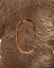 19th Century German Black Forest Lindenwood Hall Tree. - 7