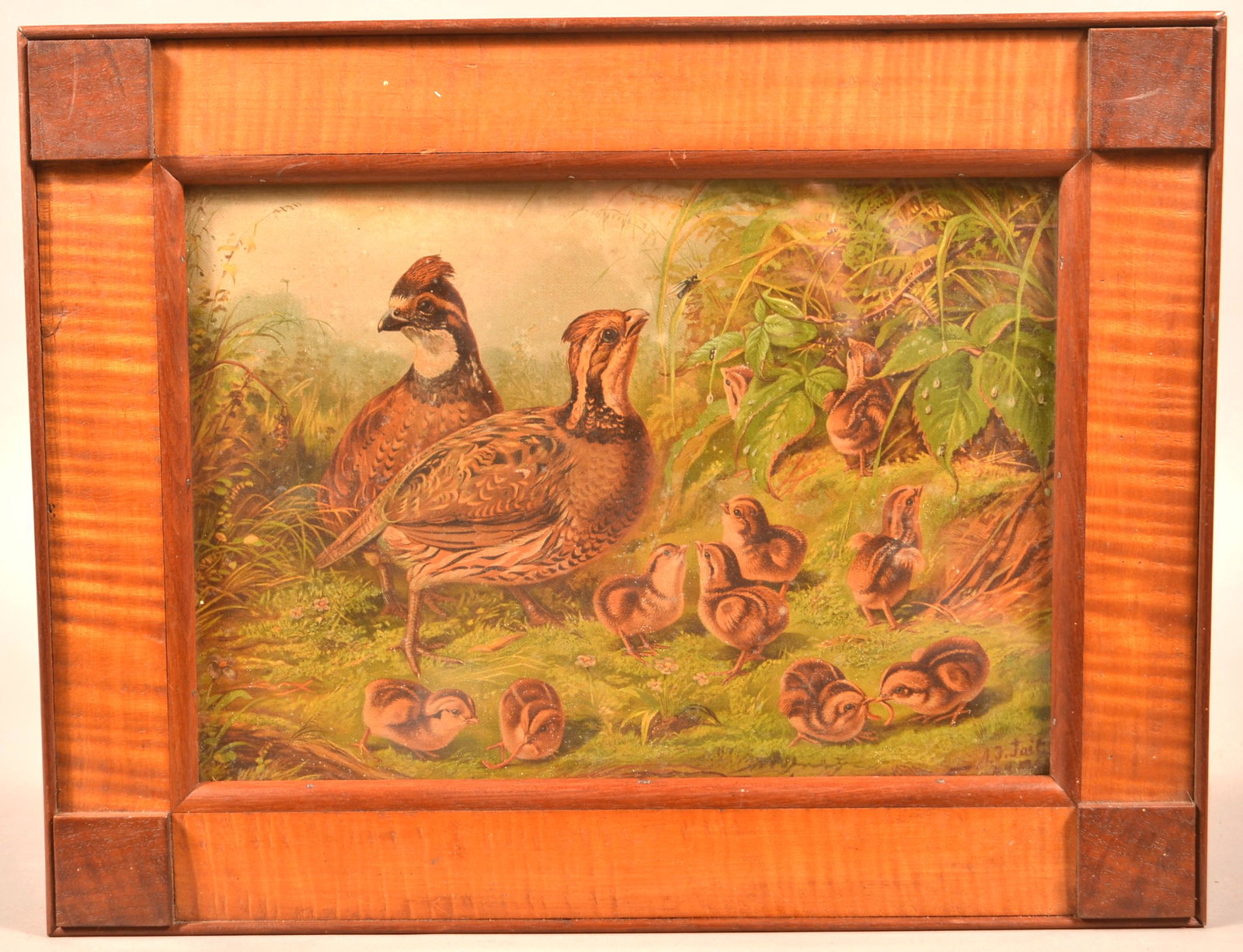 A.F. Tait Color Print Depicting a Family of Grouse.: A.F. Tait Color Print Depicting a Family of Grouse. In a beautiful 19th century tiger maple with mahogany corner blocks frame, 14" x 18" overall. Condition: Good with minor toning.