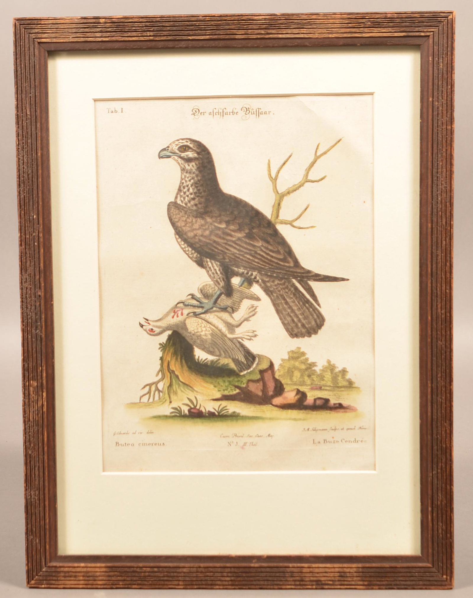 Colored Copper Plate Engraving Ornithological Print.: Hand Colored Copper Plate Ornithological Print. J.M. Seligmann and George Edwards, British 18 century. Framed and matted, 17" x 12-3/4" overall. Condition: Good with toning.
