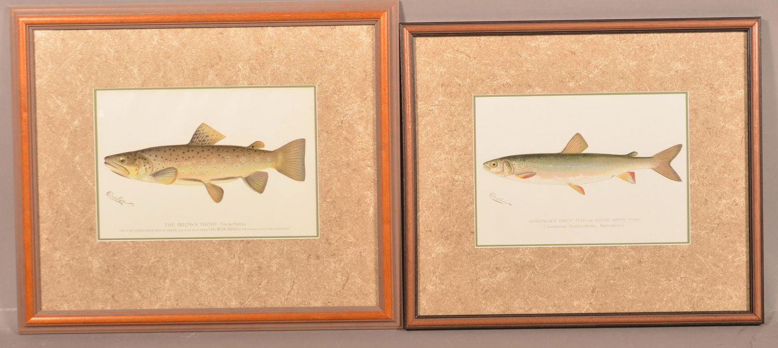 Two Sherman F. Denton Color Fish Prints. (1 of 3)