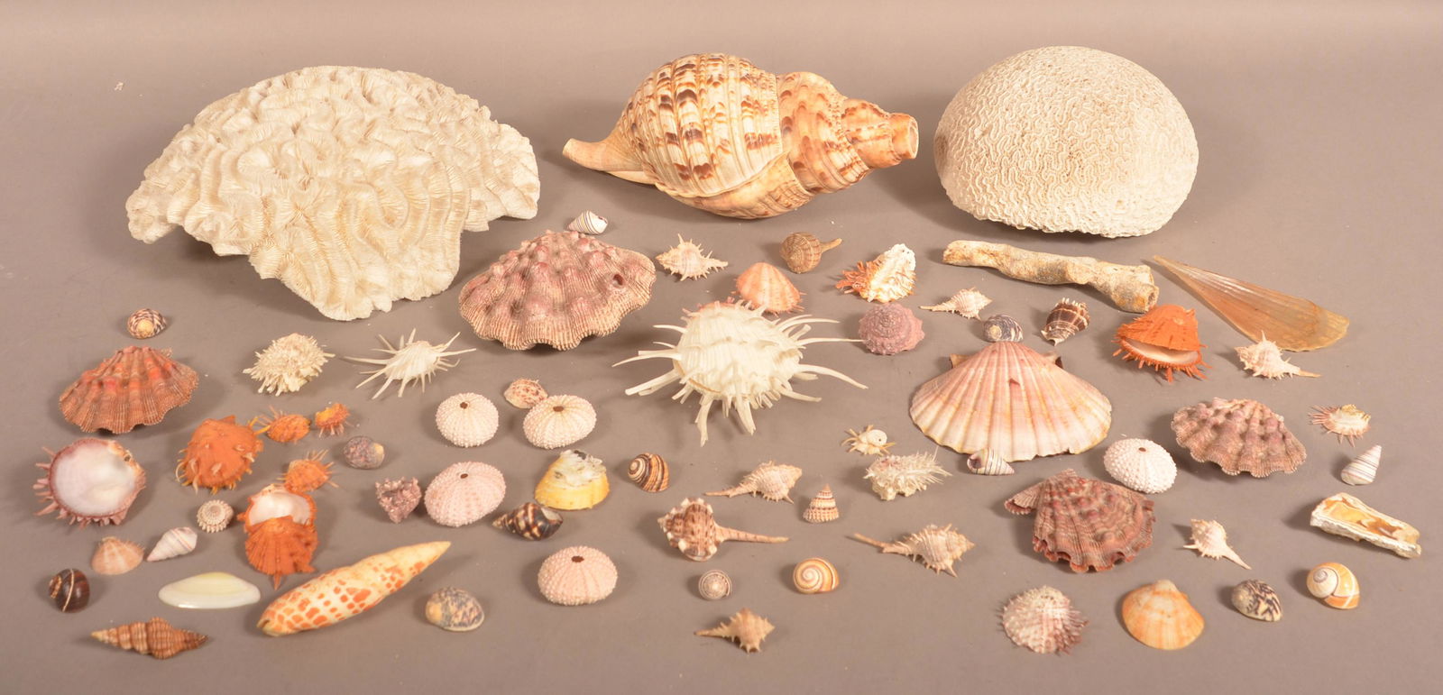 Lot of Vintage Exotic Seashells. (1 of 8)