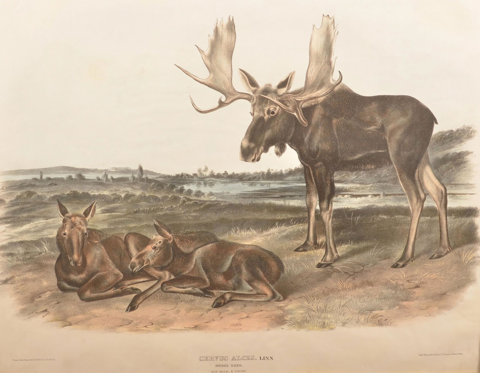 J.J. Audubon Moose Deer Lithograph. (1 of 3)
