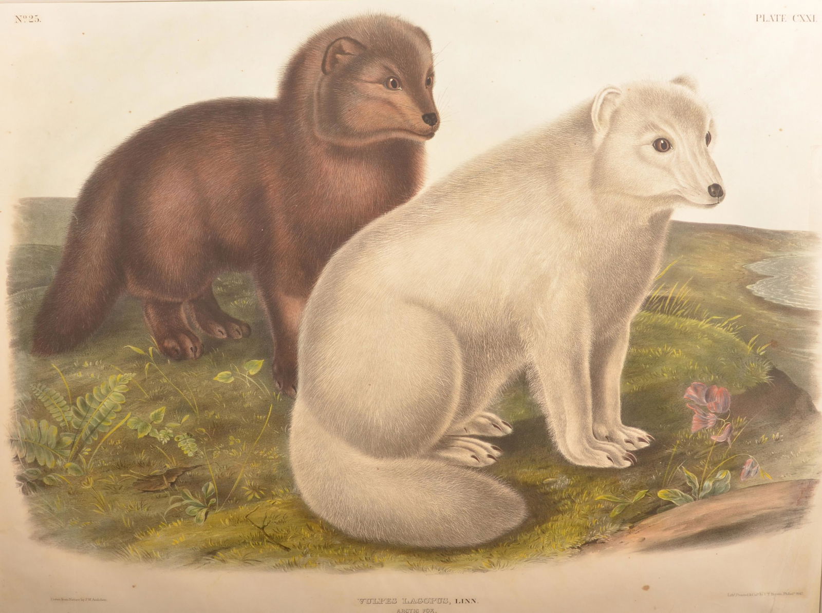 J.J. Audubon Artic Fox Lithograph. (1 of 3)