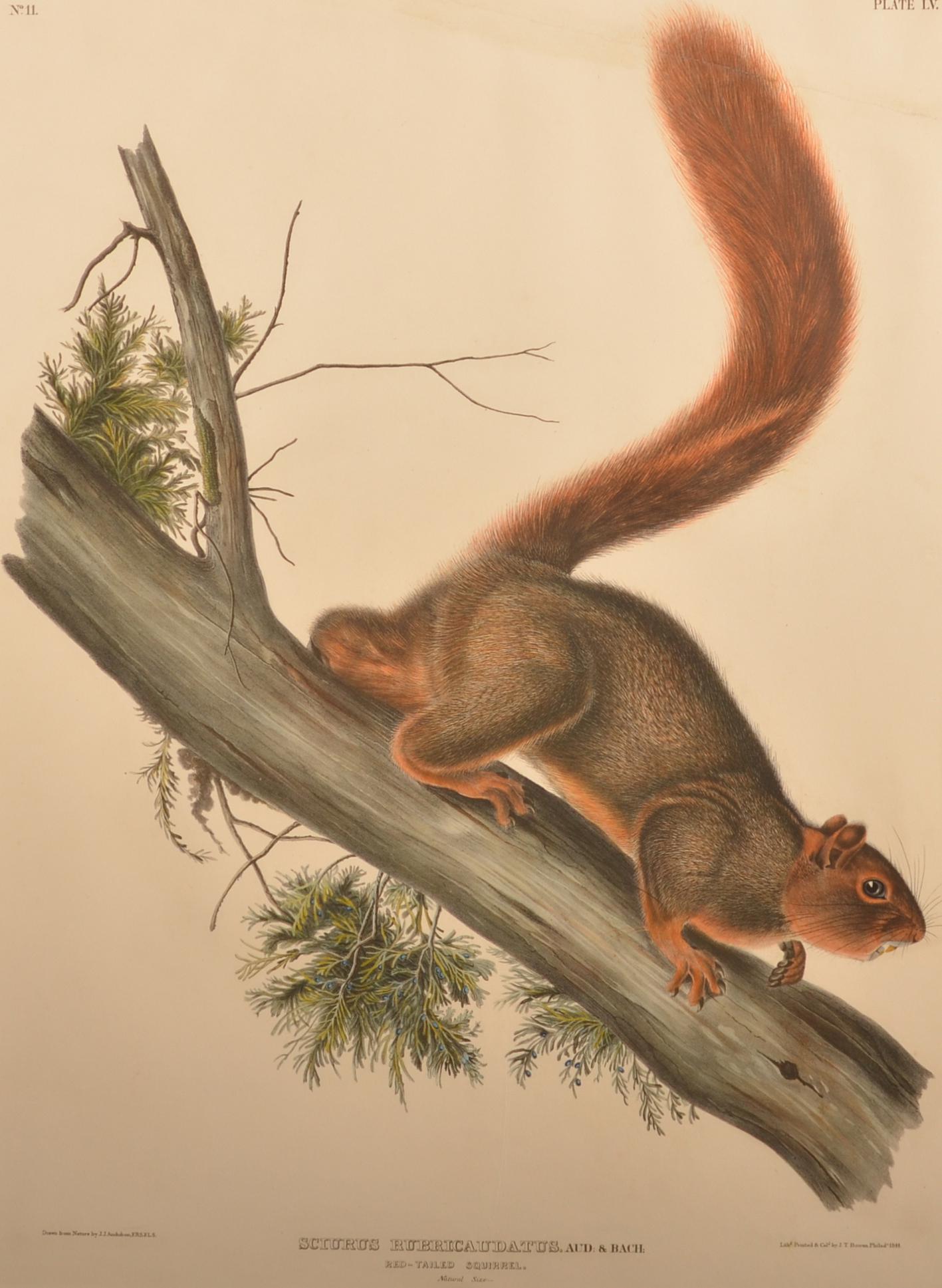 J.J. Audubon Red-Tailed Squirrel Lithograph. (1 of 4)