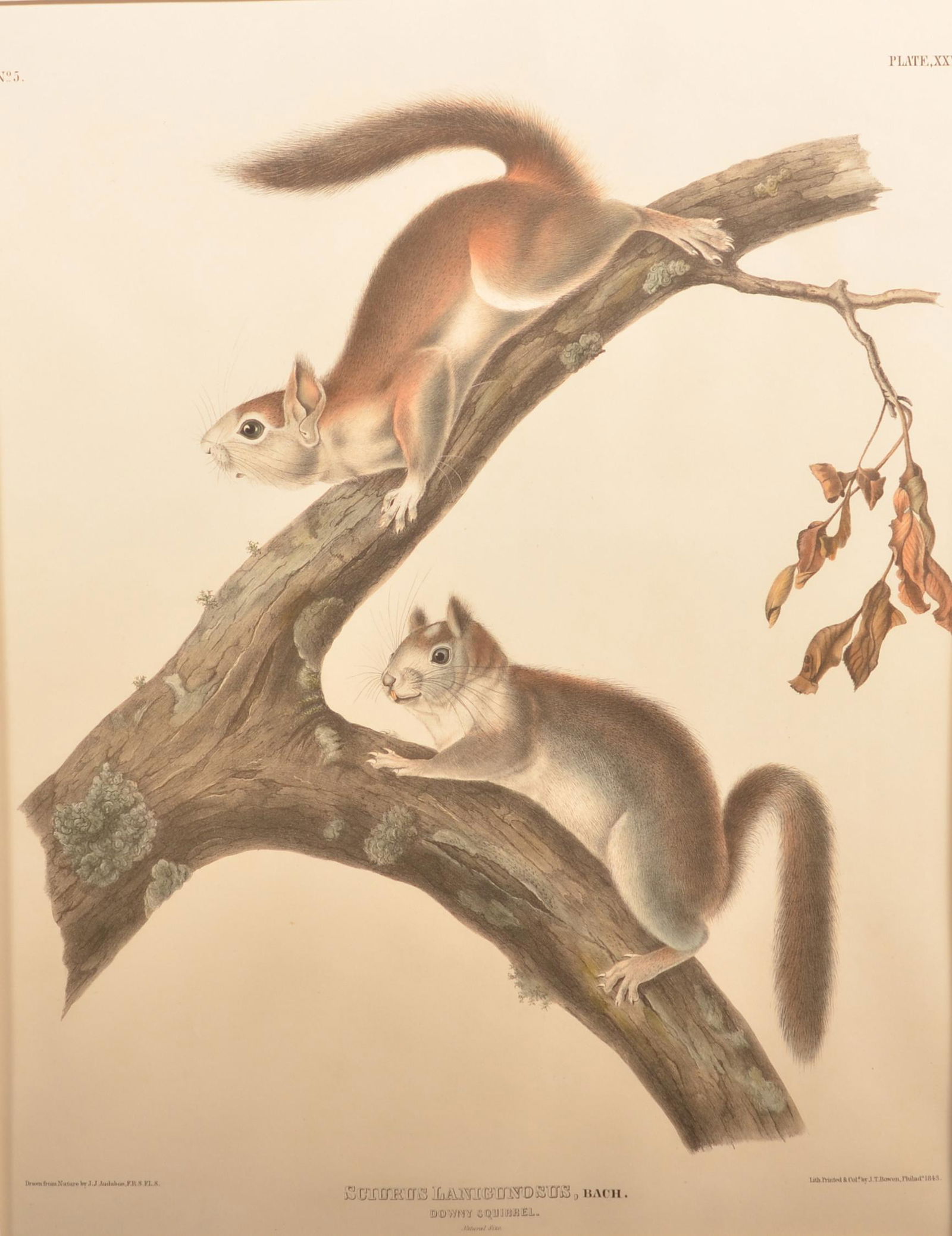 J.J. Audubon Downy Squirrel Lithograph. (1 of 3)