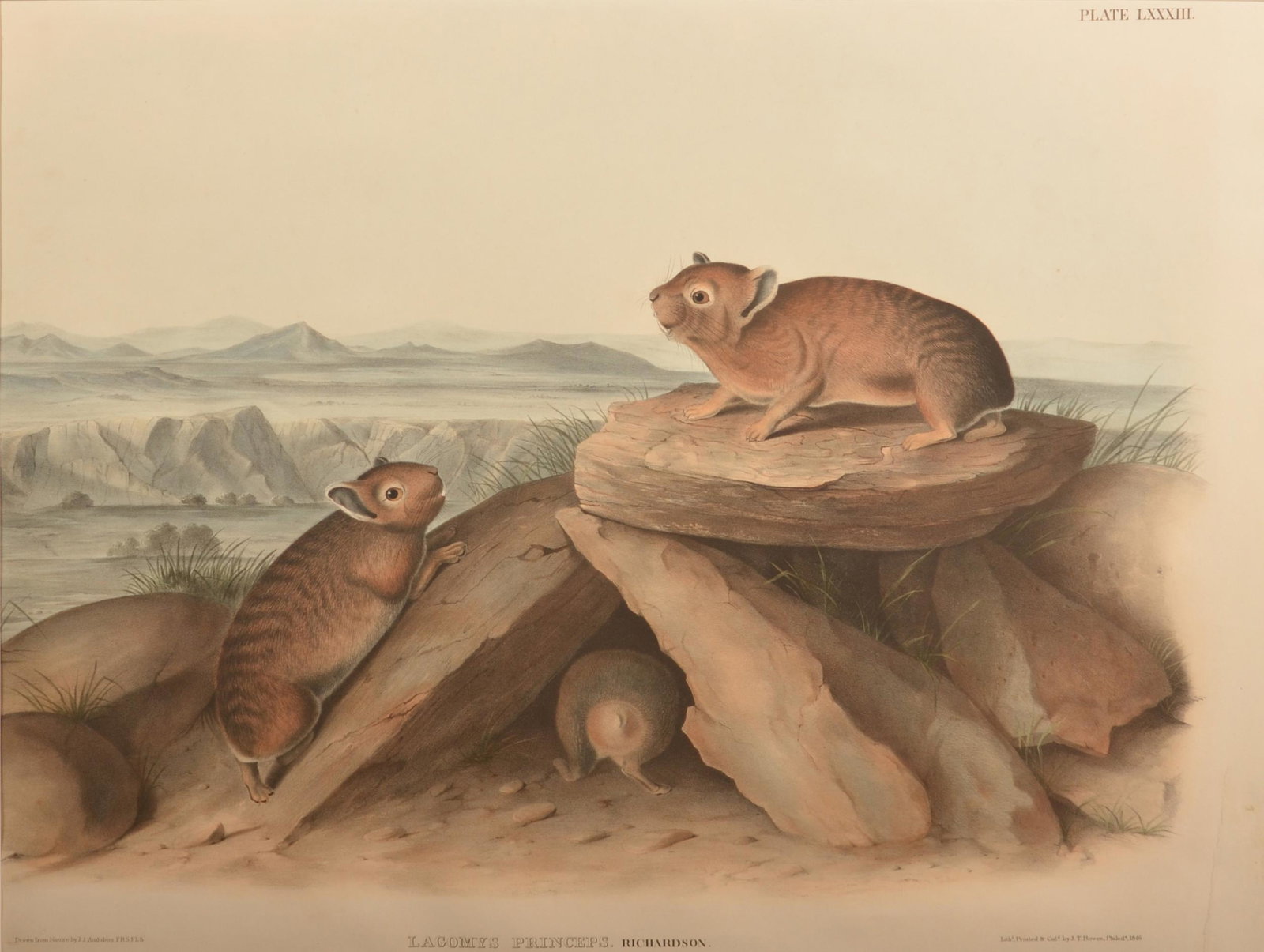 J.J. Audubon Little Chief Hare Lithograph. (1 of 3)