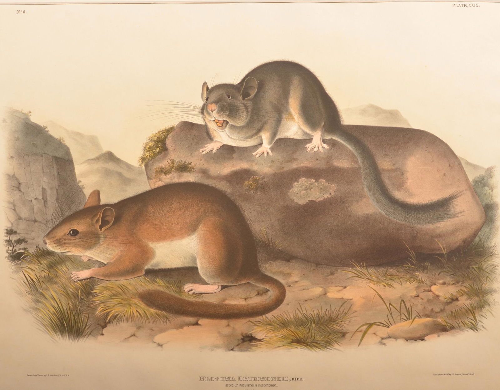 J.J. Audubon Rocky Mountain Neotoma Lithograph. (1 of 3)