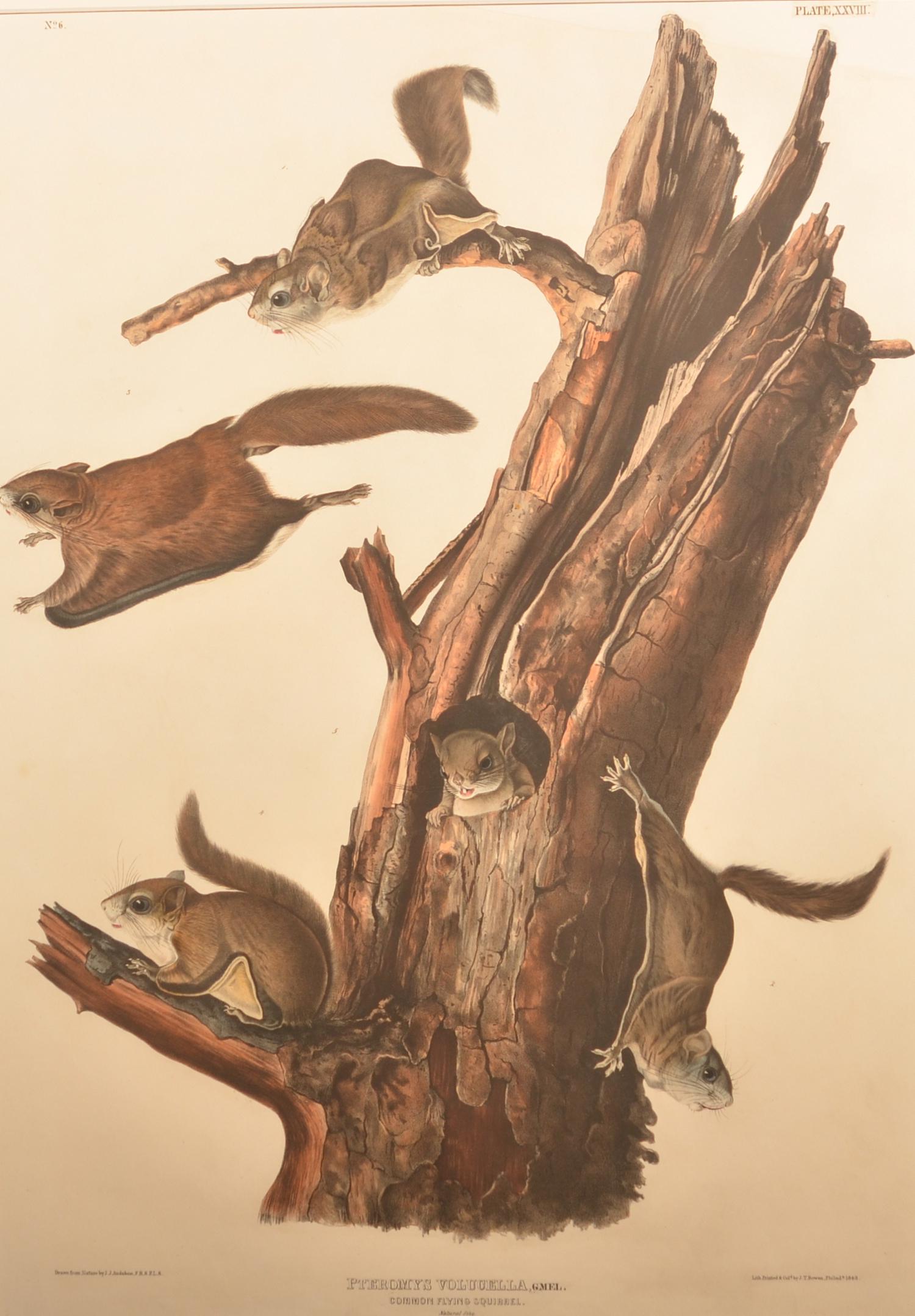 J.J. Audubon Common Flying Squirrel Lithograph. (1 of 3)