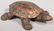 551: Lift Shell Tortoise Spittoon. Mechanical copper pl