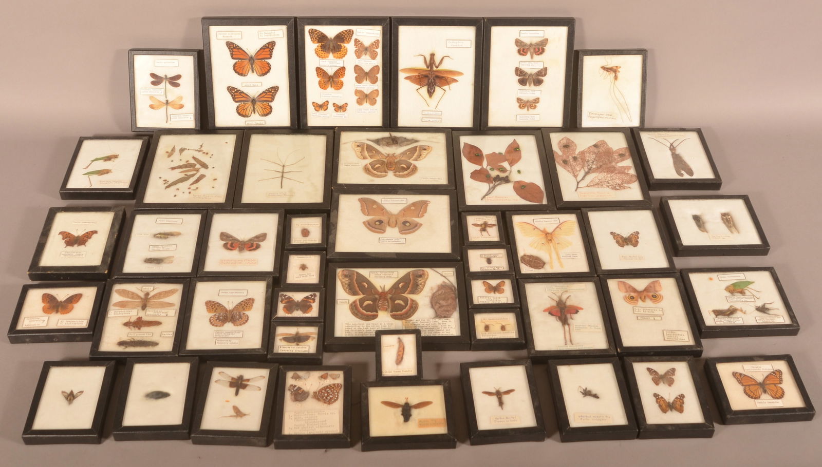Large Collection of Taxidermy Insect Specimens. (1 of 5)