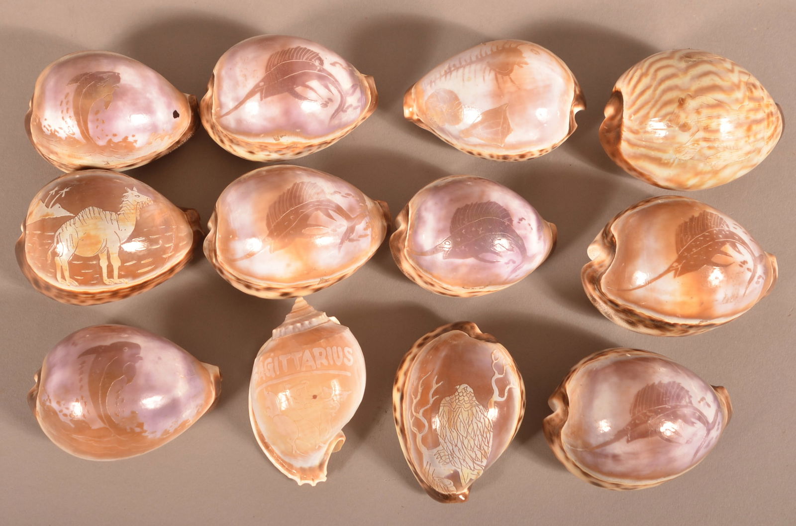 12 Vintage Carved Tiger Cowrie Seashells. (1 of 1)