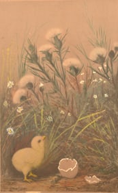 T. Spang Chick With Eggshell Etching Print.