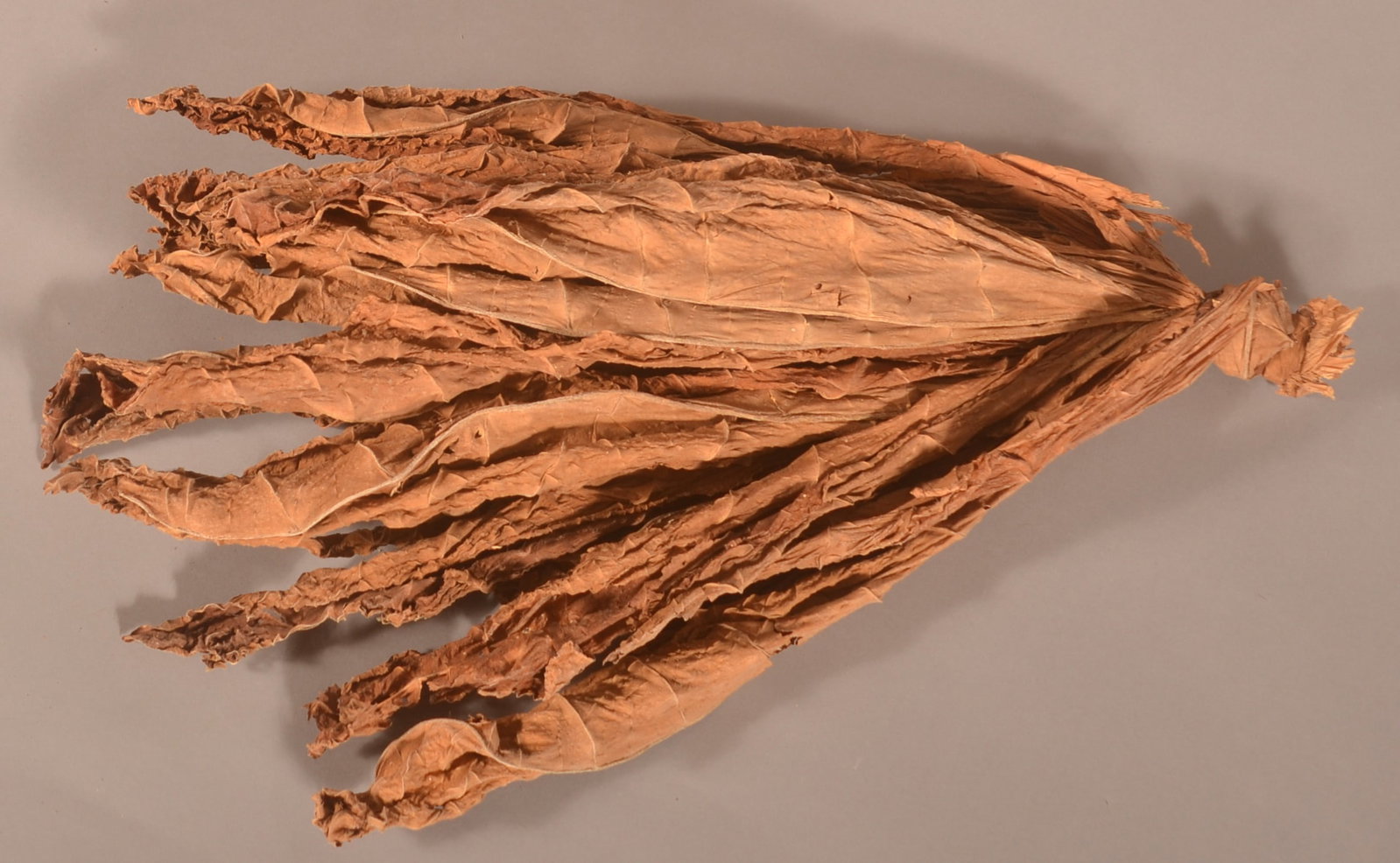 Dried Bunch of Lancaster Co., PA Hanging Tobacco.: Perfect for hanging with your tobacco & cigar display(s). Antique loose leaf tobacco that would be dried and then used to make cigars or smoking/chewing tobacco. 26" H x 14" W x 5" D