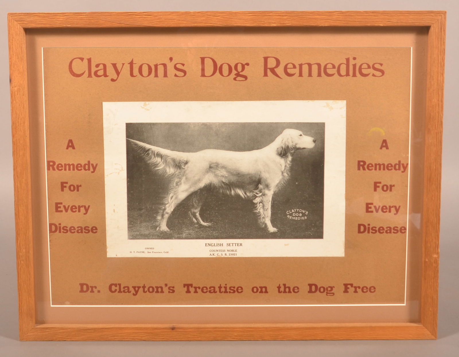 Clayton's Dog Remedies Window Card Sign.: Nice early heavy cardboard sign for Dr. Clayton's Dog Remedies featuring an English Setter. 16-5/8"H x 21-3/8"W