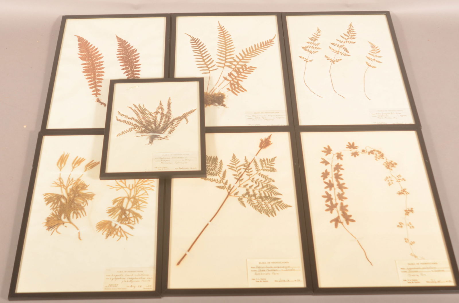 Seven "Flora of Pennsylvania" Dated Samples. (1 of 8)
