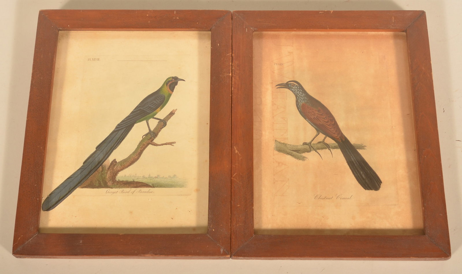 2 Hand-Colored 19th C. Drawings by J.W. Whatman: Engravings from the book "A General History of Birds" by John Latham. Hand-colored by J.W. Whatman, 1 dated 1849. Matching pine frames are 20th century. 12"H x 9 1/4"W
